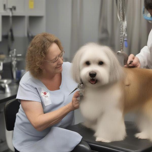 Senior Dog Grooming in Burlington