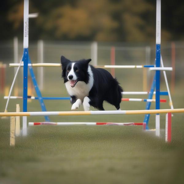 Sheboygan Dog Training: Agility Class