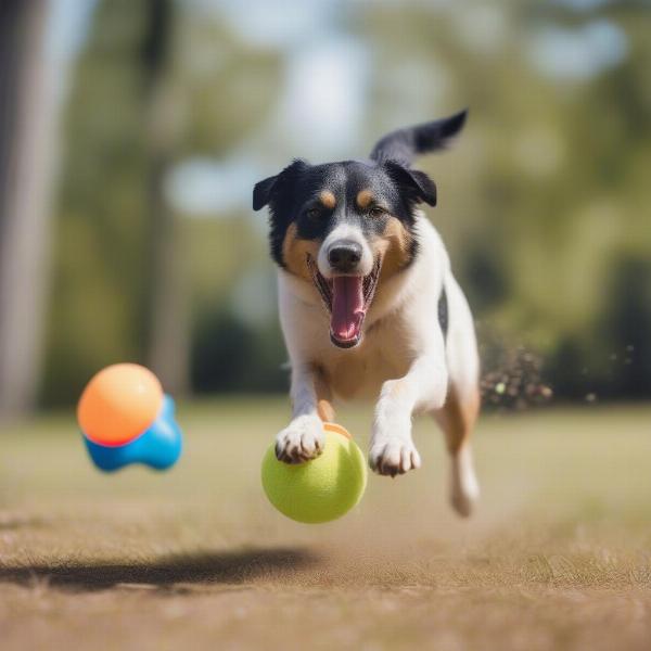 Exercise and Playtime for a Shelby Dog Mix