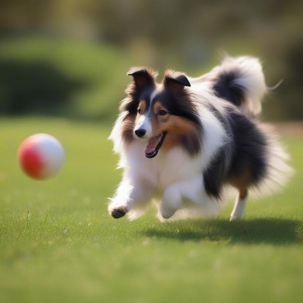 Sheltie dog playing fetch in a park