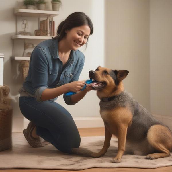 Shepherd Cattle Dog mix being groomed by its owner