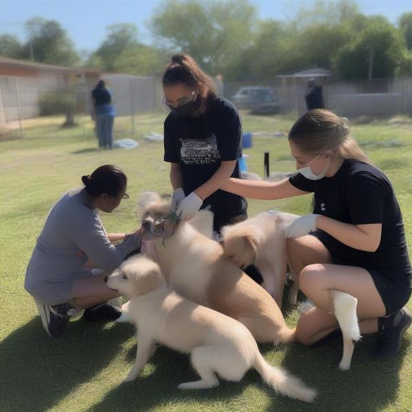 Volunteers helping with the dog rescue in Slidell