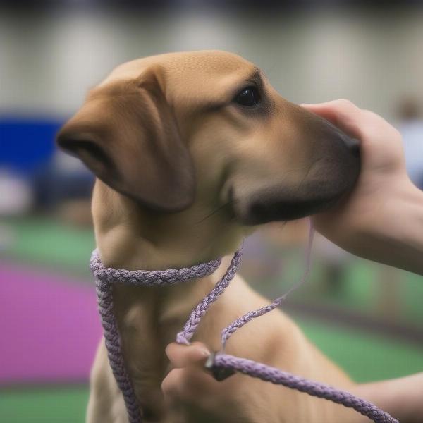 Slip Lead for Dog Show