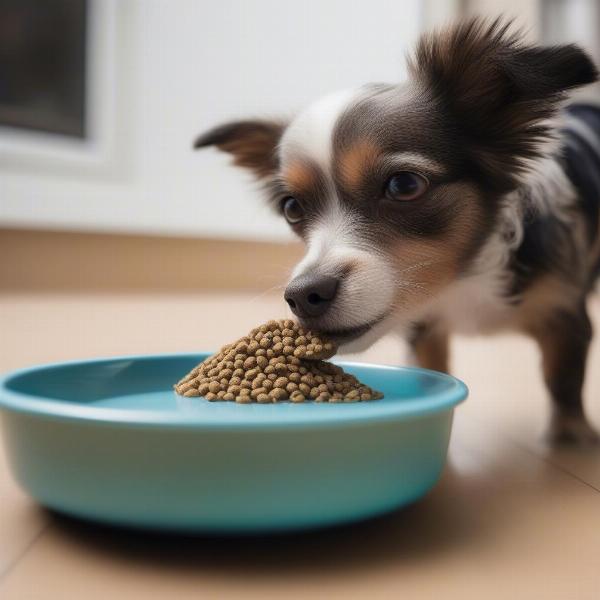 Small Dog Eating