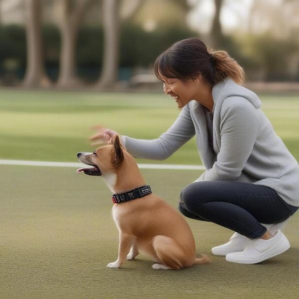 Small dog training with collar