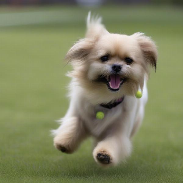 Small fluffy mixed breed dog playing fetch