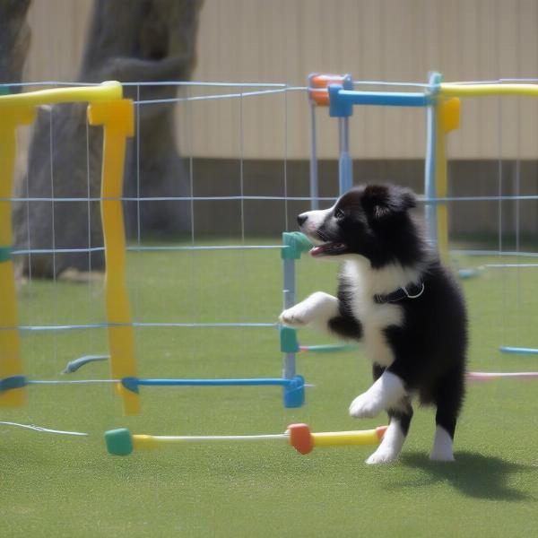 Snag-proof zoo dog training session