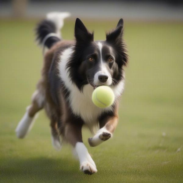 Sooner dog playing fetch in a park