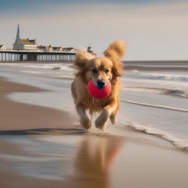 Dog Enjoying Southwold Beach