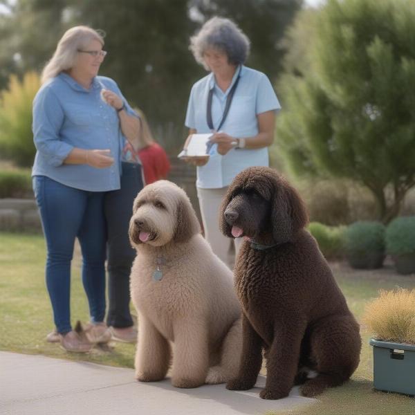 Spanish Water Dog breeder meeting with potential owners