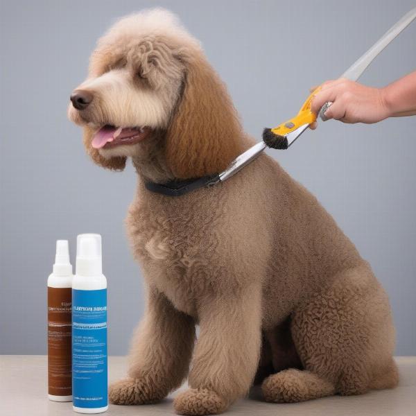 Grooming a Spanish Water Dog