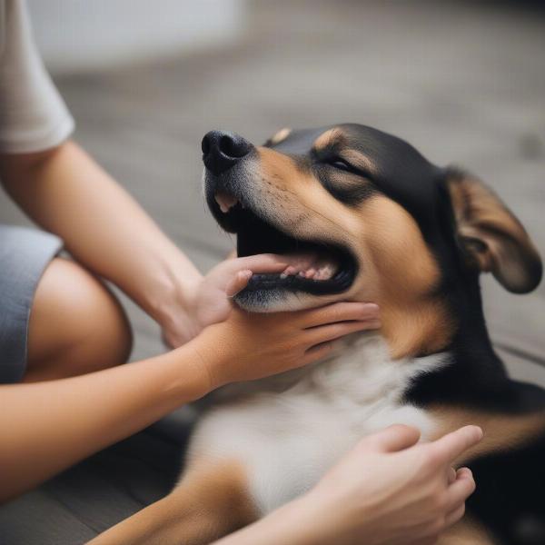 Spoiled dog enjoying belly rubs