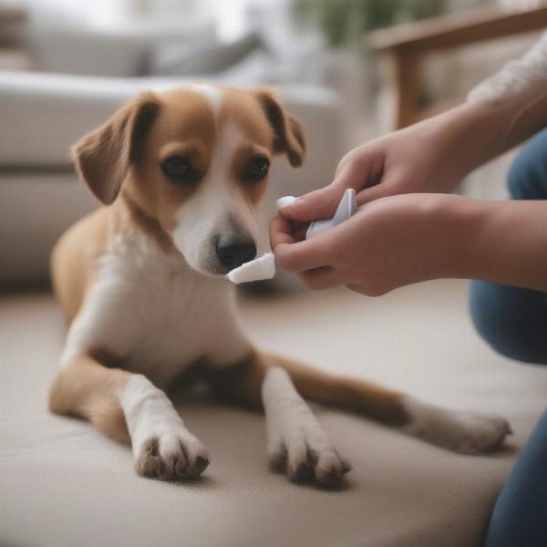 Spray-on bandage for dog wound