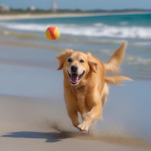 St. Augustine Dog Beach Fun