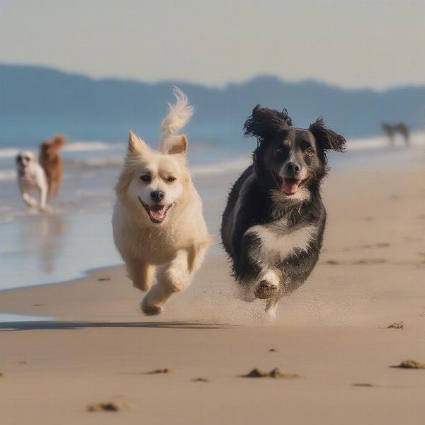 Dogs playing on St. Augustine Dog Beach