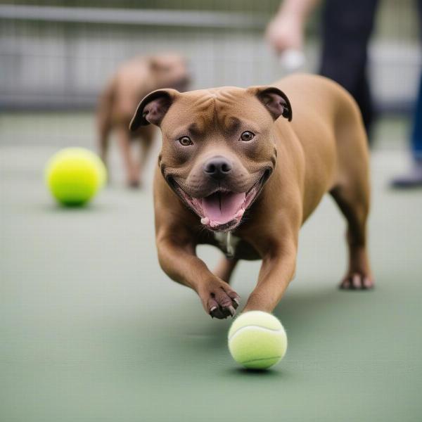 Staffordshire Bull Terrier playing at dog daycare