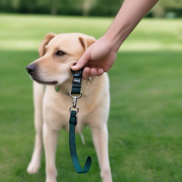 Standard Leash for Dog Training