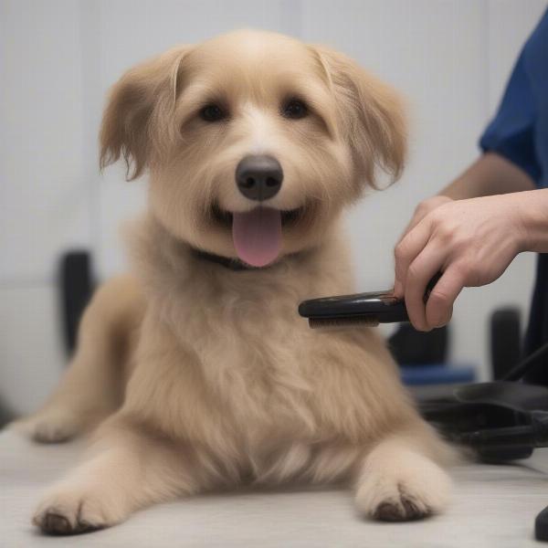 Stress-Free Dog Grooming in Braintree