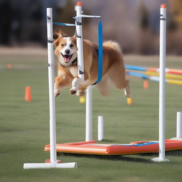 Successful Dog Training Tips in Arvada