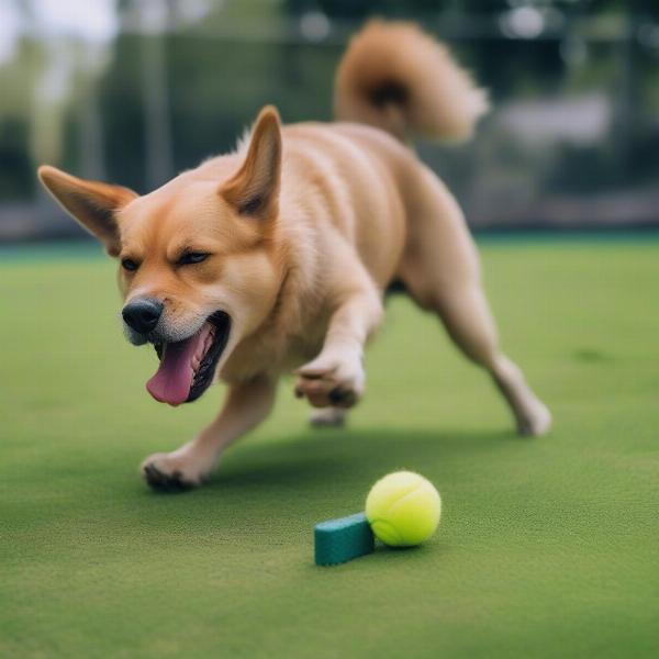 Interactive Play with a Tennis Trap Dog Toy