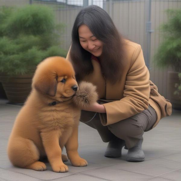 Tibetan Mastiff Puppy with Breeder