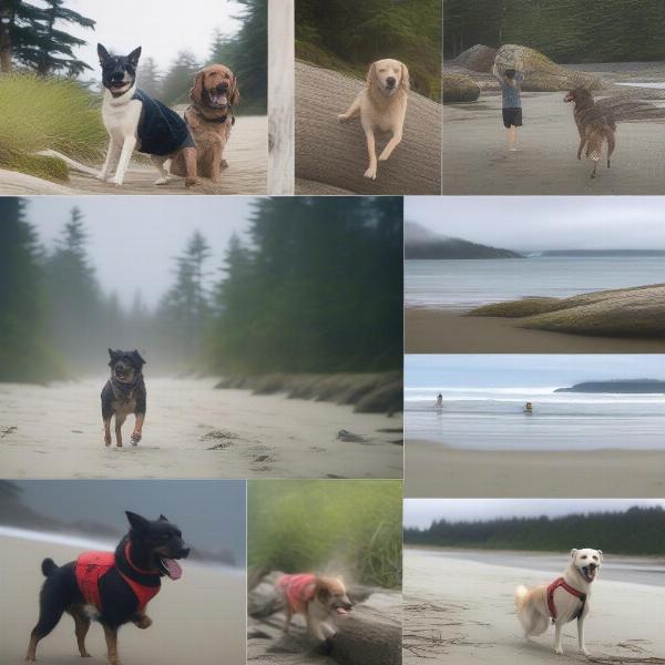 Dog-Friendly Activities in Tofino