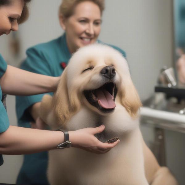 Positive Dog Grooming Experience