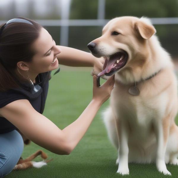 Training an Aussie Mix with Positive Reinforcement