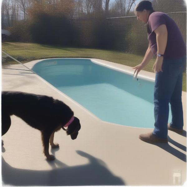 Training Dog to Use Pool