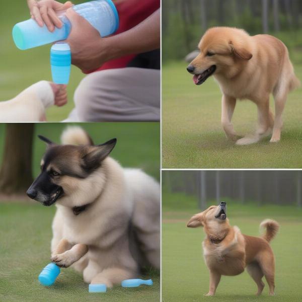 Training a Dog to Use a Water Bottle