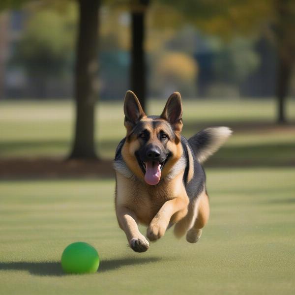 Transformed German Shepherd playing