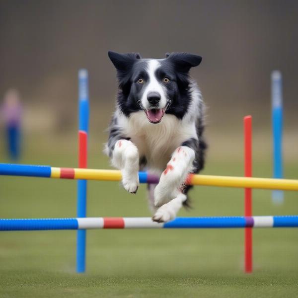 Trendy Male Border Collie Names