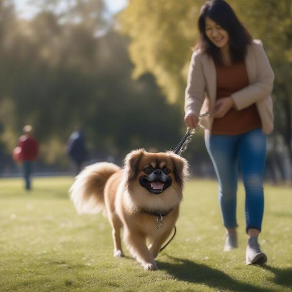 Tso Dog Enjoying a Walk With Owner