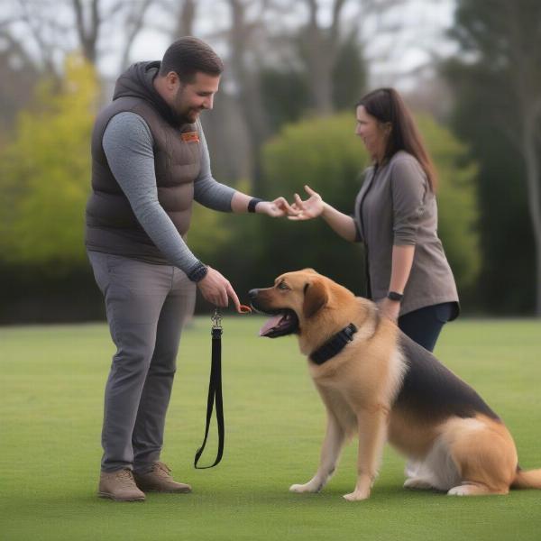 Using a Bark Collar Humanely and Effectively