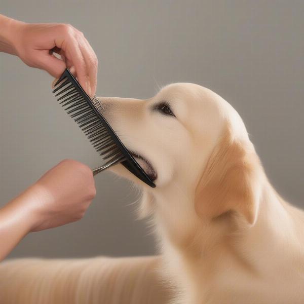 Using undercoat rake on golden retriever