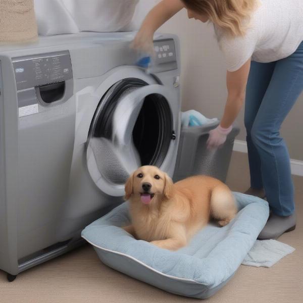 Cleaning a car boot dog bed