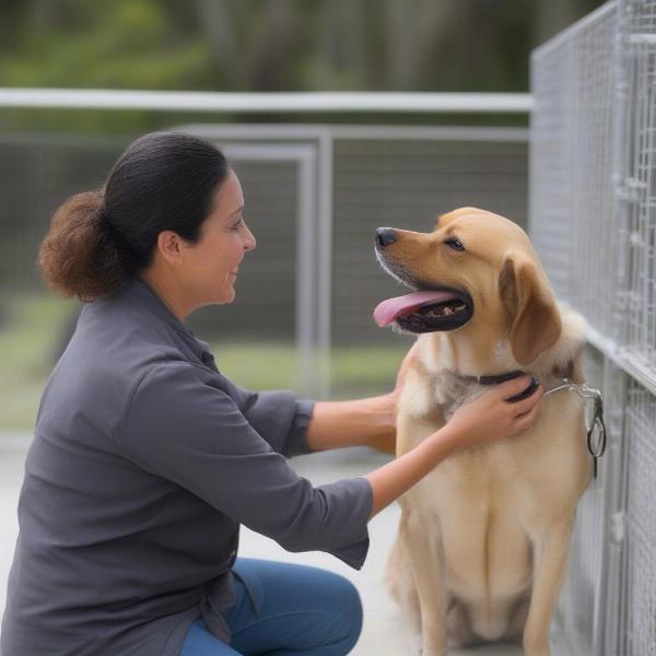 Experienced staff interacting with a dog at a Vero Beach kennel