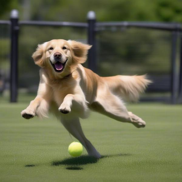 Dog Playing Fetch at Verona Dog Park