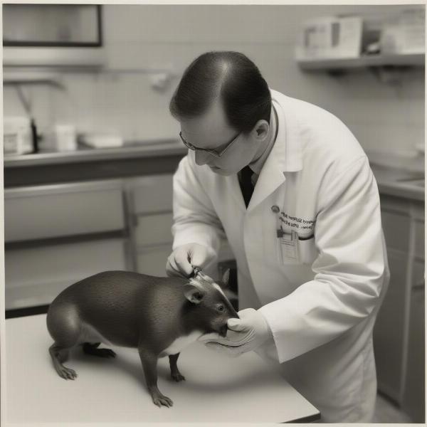 Veterinarian conducting a thorough examination on a dog suspected of rat poisoning.