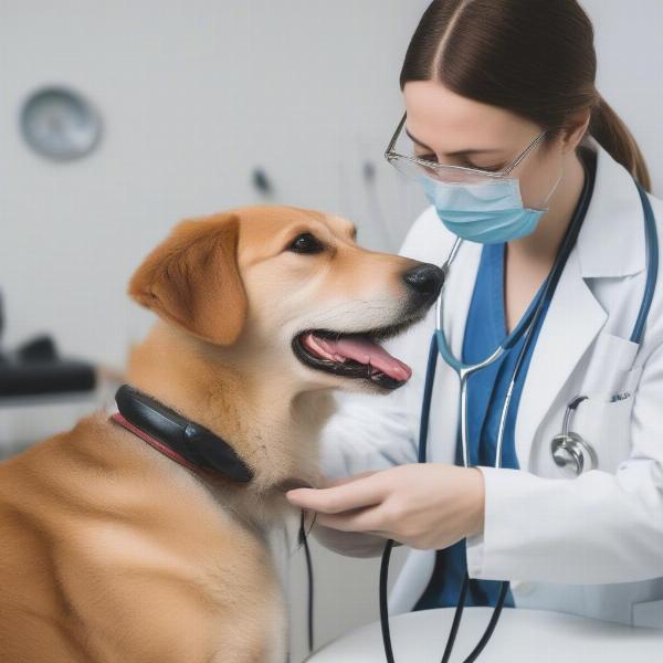 Veterinarian Examining Dog