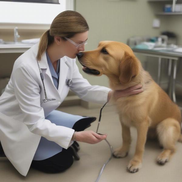 Veterinarian Examining a Dog