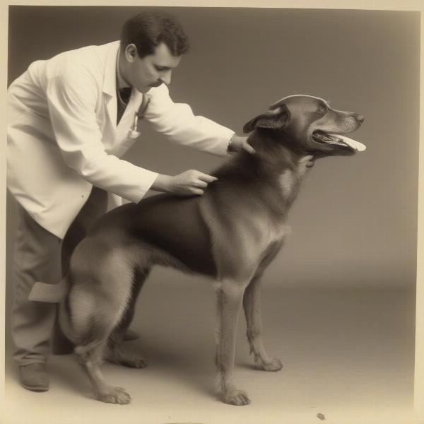 Veterinarian Examining a Dog for Spherocytosis