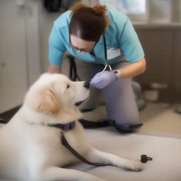 Veterinarian examining a dog wearing a Bioflow collar