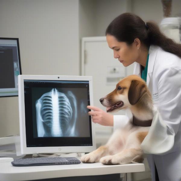 Veterinarian explaining x-ray results to dog owner