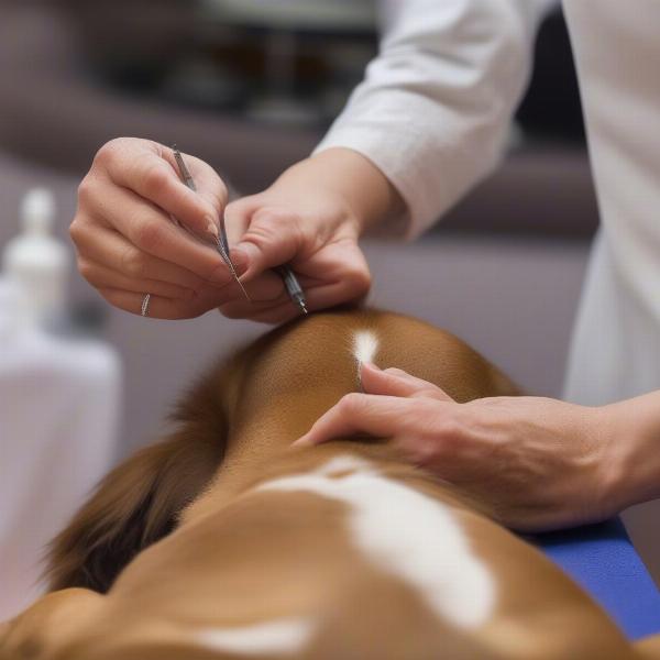 Veterinary Acupuncturist Treating Dog