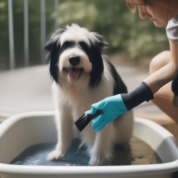 Washing Dog After Skunk Spray