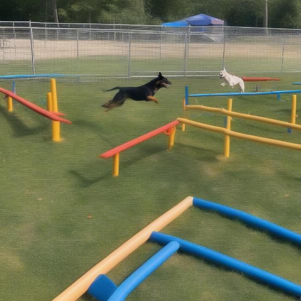 Dogs navigating an agility course at Watson Dog Park