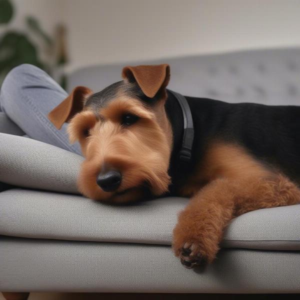 Welsh Terrier cuddling on a sofa