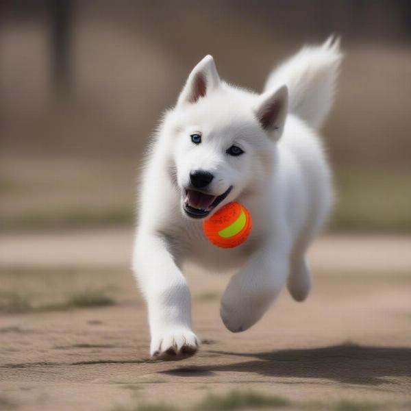 White Wolf Dog Puppy Exercising