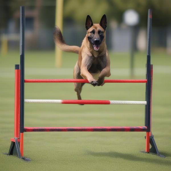 Belgian Malinois engaging in training exercises